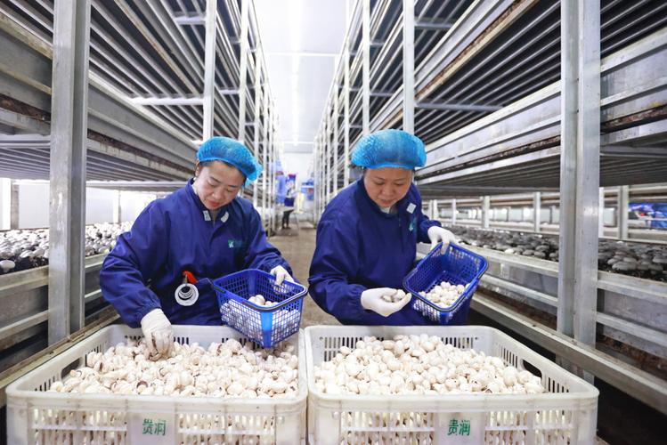 贵州泓华农业科技:智能菇房全年不间断循环出菇 半亩地产出13