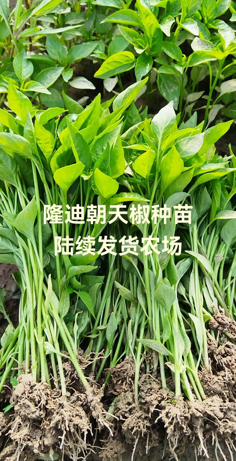 隆迪农业科技,助力乡村振兴.#种子种苗 #种植基地 #辣椒苗 - 抖音